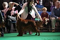 Crufts2011 784